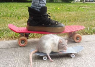 Illustration de l'article : 20 photos adorables de rats qui combleront de bonheur tous les fans du rongeur