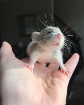 Illustration de l'article : 20 photos adorables de rats qui combleront de bonheur tous les fans du rongeur