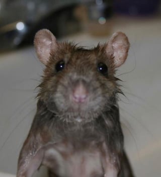 Illustration de l'article : 20 photos adorables de rats qui combleront de bonheur tous les fans du rongeur