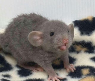 Illustration de l'article : 20 photos adorables de rats qui combleront de bonheur tous les fans du rongeur