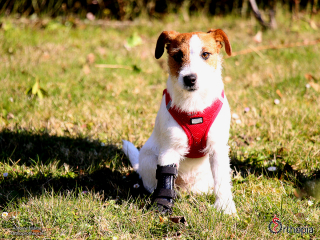 Illustration de l'article : Victime d'un accident, une chienne handicapée regoûte aux plaisirs de la vie avec l'aide d'un orthoprothésiste animalier (vidéo)