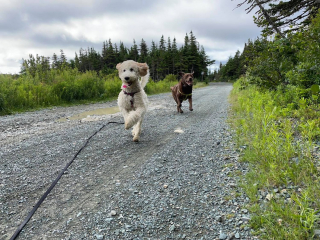 Illustration de l'article : Cette promeneuse de chiens raconte comment son activité auprès des canidés l'a aidée dans sa santé mentale