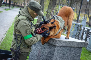 Illustration de l'article : Un Malinois abandonné par l’armée russe change de camp après avoir été sauvé d’une mort certaine par les Ukrainiens 