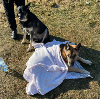 Illustration de l'article : Une famille fuyant l’Ukraine transporte sur plus de 17 kilomètres leur chienne âgée sur le dos pour ne pas l’abandonner au pays