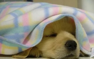 Illustration de l'article : 8 photos de chiens qui vous souhaitent une bonne nuit