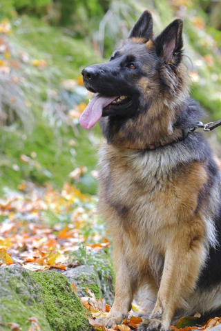 Illustration de l'article : Un chien bloqué sur une paroi rocheuse escarpée déclenche l'intervention des pompiers du GRIMP