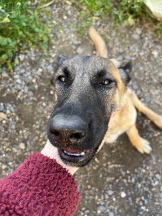 Illustration de l'article : Un chiot promis à un destin funeste à cause d'une maladie neurologique se voit offrir une chance de se battre (vidéo)