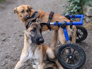 Illustration de l'article : Un chiot promis à un destin funeste à cause d'une maladie neurologique se voit offrir une chance de se battre (vidéo)