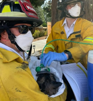 Illustration de l'article : Un chat piégé dans une maison en flammes concentre tous les efforts des pompiers venus combattre l'incendie