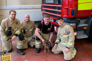 Illustration de l'article : Les pompiers se démènent pendant plusieurs heures pour secourir un chien, tombé dans un terrier de lapin