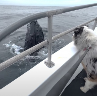 Illustration de l'article : Sa rencontre avec une baleine laisse ce chien littéralement sans voix (vidéo)
