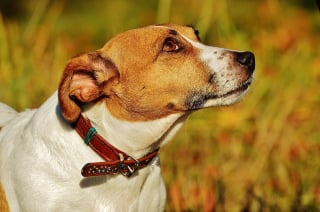 Illustration de l'article : Une Jack Russell Terrier sauve sa maîtresse d’une attaque d’un ours