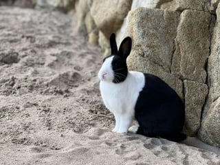 Illustration de l'article : Ce lapin adore se rendre à la plage en compagnie de son meilleur ami canin (vidéo)