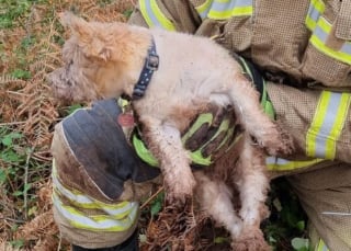 Illustration de l'article : Une chienne reste coincée dans le terrier d'un lapin pendant 18 heures, les pompiers sont appelés en dernier recours