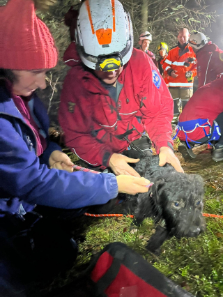 Illustration de l'article : Attiré par un écureuil, un chien se lance à sa poursuite et fait une chute de 15 mètres