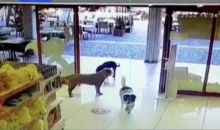 Illustration de l'article : Un trio de chiens décide de voler des jouets dans un magasin, agissant en véritable bande organisée (vidéo)