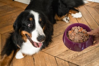 Illustration de l'article : Pourquoi une alimentation faite maison est-elle bonne pour mon chien ?