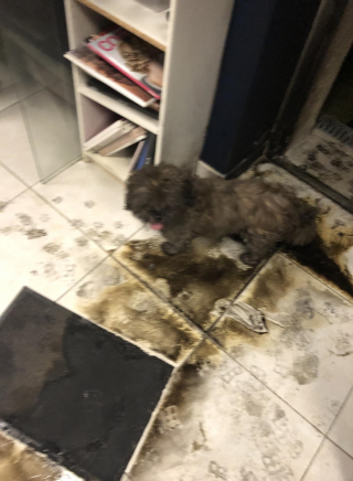 Illustration de l'article : Un homme fonce dans son salon de coiffure en flammes pour sauver son chien pris au piège