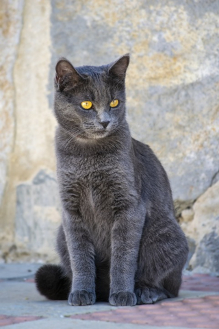 Illustration de l'article : Amené chez le vétérinaire, un chat errant révèle son incroyable histoire grâce à sa puce : sa famille le cherchait depuis 5 ans