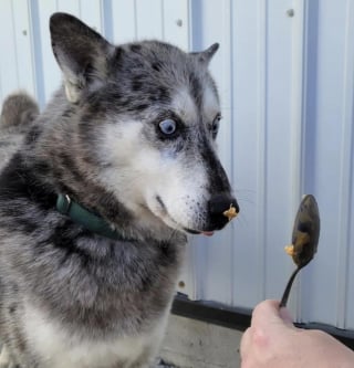 Illustration de l'article : 15 photos de chiens et de chats pour lesquelles il vous sera difficile de trouver une explication logique