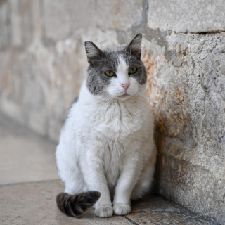 Illustration de l'article : Anastasia, la chatte expulsée du musée de Dubrovnik, passera l'hiver au chaud