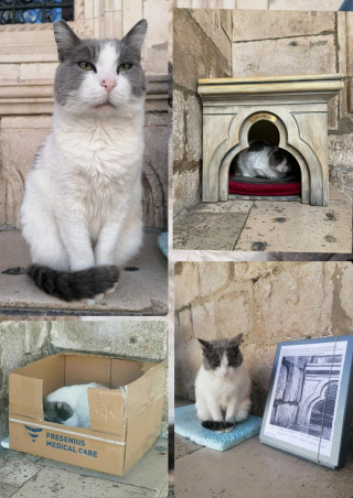 Illustration de l'article : Anastasia, la chatte expulsée du musée de Dubrovnik, passera l'hiver au chaud