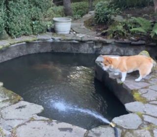 Illustration de l'article : L'adorable réaction d'un chien soulagé de retrouver ses amis poissons après le nettoyage de leur bassin (vidéo)