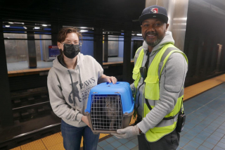 Illustration de l'article : Un chat s’échappe de sa cage de transport et se retrouve coincé sous les rails du métro