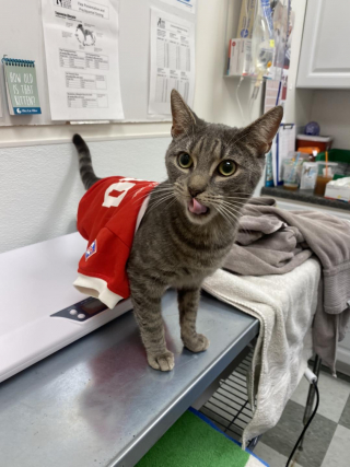 Illustration de l'article : Un chat s’échappe de sa cage de transport et se retrouve coincé sous les rails du métro