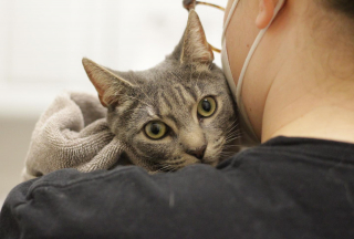 Illustration de l'article : Un chat s’échappe de sa cage de transport et se retrouve coincé sous les rails du métro