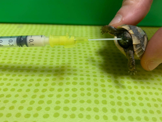 Illustration de l'article : Intervention millimétrée pour soigner une minuscule tortue de 6 grammes, victime d’un retard de croissance
