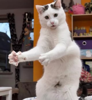 Illustration de l'article : 17 photos de chats qui ont décidé de vous gratifier de leurs plus belles danses