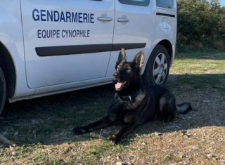 Illustration de l'article : Chien héros des gendarmes, Portal se lance sur la piste d'une randonneuse égarée dans les bois