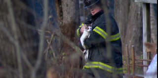 Illustration de l'article : Un incendie éclate dans une maison, les pompiers redoublent d'efforts en apprenant que des chiens et des chats s'y trouvent