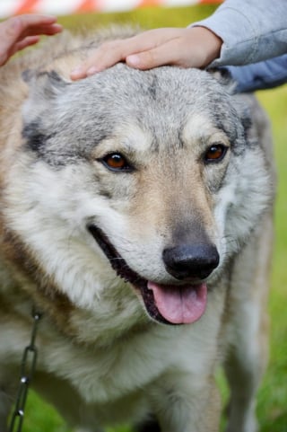 Illustration de l'article : 2 collègues tombent nez à nez avec ce qu'ils prennent pour un loup, avant de comprendre que l'animal a une famille