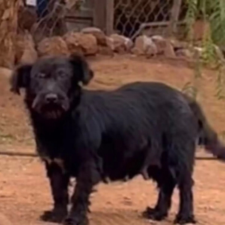 Illustration de l'article : Une chienne au bord du gouffre implore les passants de lui offrir une seconde chance (vidéo)