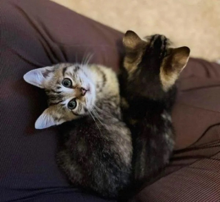 Illustration de l'article : Un jeune homme bouleverse le destin de 2 chatons, en les dénichant du capot d'une voiture (vidéo)