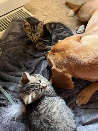 Illustration de l'article : Un jeune homme bouleverse le destin de 2 chatons, en les dénichant du capot d'une voiture (vidéo)