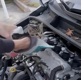 Illustration de l'article : Un jeune homme bouleverse le destin de 2 chatons, en les dénichant du capot d'une voiture (vidéo)