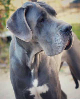 Illustration de l'article : 20 photos prouvant que les Dogues Allemands sont de pures merveilles à tout âge