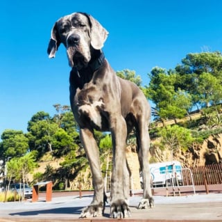 Illustration de l'article : 20 photos prouvant que les Dogues Allemands sont de pures merveilles à tout âge