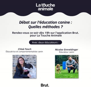 Illustration de l'article : La Touche Animale, épisode 12 : gros plan sur l’éducation canine et ses méthodes