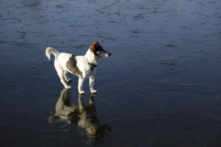 Illustration de l'article : La glace se rompt sous les pattes d’un chien s’aventurant sur un étang gelé, son propriétaire appelle les pompiers