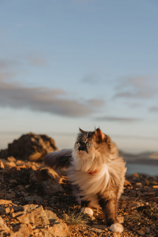 Illustration de l'article : 20 photos inspirantes de Pumpkin, chat de thérapie féru d'aventures