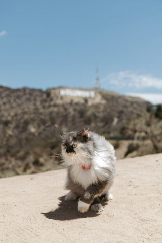 Illustration de l'article : 20 photos inspirantes de Pumpkin, chat de thérapie féru d'aventures