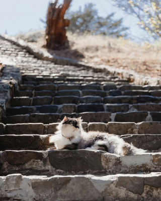 Illustration de l'article : 20 photos inspirantes de Pumpkin, chat de thérapie féru d'aventures