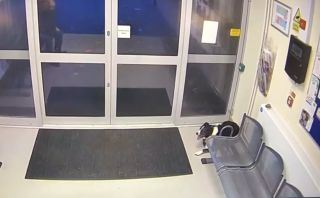 Illustration de l'article : Disparue quelques heures plus tôt, une chienne fait une entrée remarquée au poste de police (vidéo)