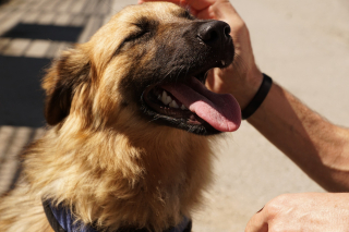 Illustration de l'article : « La Touche Animale » : 2 experts débattent sur les méthodes d'éducation canine