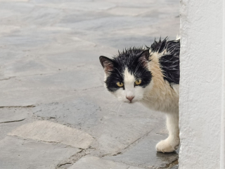 Illustration de l'article : Elles emmènent une chatte errante chez le vétérinaire, qui leur apprend le lendemain que sa famille la cherchait depuis 9 ans