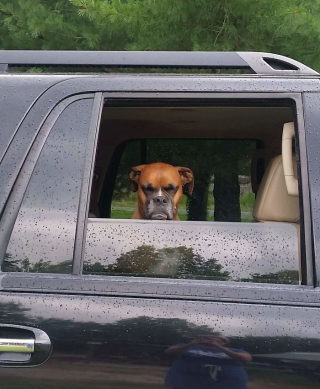 Illustration de l'article : 20 photos rappelant que les chiens et les chats peuvent connaître de mauvais jours eux aussi